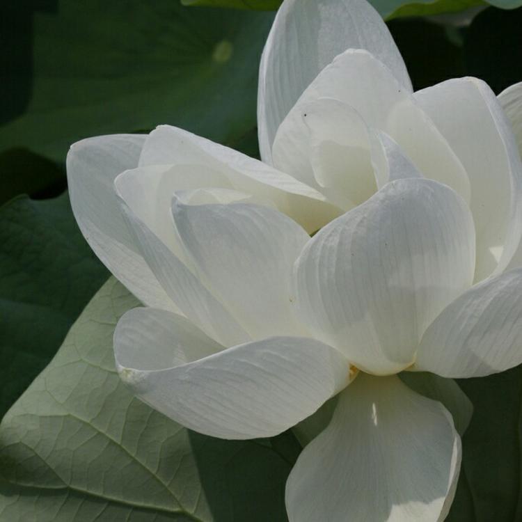 明神弥彦（身份：神谷道场弟子、少年剑客） - 悬疑剧集完整在线观看 - 电脑看电影